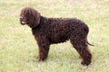 Typical Irish Water Spaniel on a green grass lawn