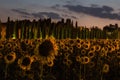 Sunflowers field at dusk with pink sky, Umbria, Italy. Royalty Free Stock Photo