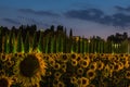 Sunflowers field at dusk with indigo sky, Umbria, Italy. Royalty Free Stock Photo