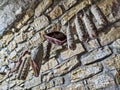 Typical Italian cured meat in a season cellar