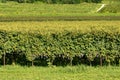 Italian Vineyards of the Valpolicella Wine - Verona Royalty Free Stock Photo