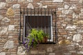 Typical Italian Window With Closed Wooden Shutters, Decorated With Fresh Flowers Royalty Free Stock Photo