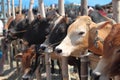Typical Kurbani Cattle market