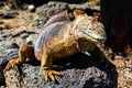 Typical land iguana of Isla Plaza Sur, Galapagos Royalty Free Stock Photo