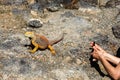 Typical land iguana of Isla Plaza Sur, Galapagos Royalty Free Stock Photo