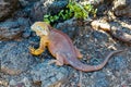 Typical land iguana of Isla Plaza Sur, Galapagos Royalty Free Stock Photo