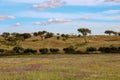 chlorinated field of wildflowers Royalty Free Stock Photo