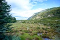 Typical landscape with dead trees in National Park Tierra del Fuego in Patagonia, Provincia de Tierra del Fuego, Argentina Royalty Free Stock Photo