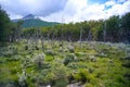 Dead trees in National Park Tierra del Fuego in Patagonia, Provincia de Tierra del Fuego, Argentina Royalty Free Stock Photo