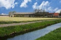 Field with  daffodils on Bollenstreek in Netherlands Royalty Free Stock Photo