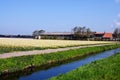 Field with daffodils on Bollenstreek in Netherlands