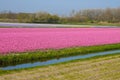Field with pink hyacinths on Bollenstreek in Netherlands