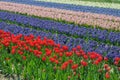Field with tulips and hyacinths at Bollenstreek in Netherlands