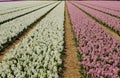 Field with  hyacinths on Bollenstreek in Netherlands Royalty Free Stock Photo