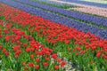 Field with   tulips and hyacinths on Bollenstreek in Netherlands Royalty Free Stock Photo