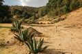 Typical landscape of central Mexico, with magueys, cacti used for the extraction of pulque