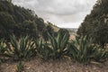 Typical landscape of central Mexico, with magueys, cacti used for the extraction of pulque