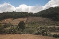 Typical landscape of central Mexico, with magueys, cacti used for the extraction of pulque