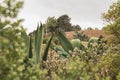 Typical landscape of central Mexico, with magueys, cacti used for the extraction of pulque