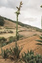 Typical landscape of central Mexico, with magueys, cacti used for the extraction of pulque