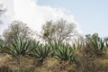 Typical landscape of central Mexico, with magueys, cacti used for the extraction of pulque