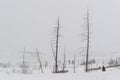 Typical landscape with dead trees in winter Royalty Free Stock Photo