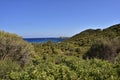 Typical landscape with evergreen maquis and pure lazur coast on the Spanish Tower and the beach Mare Pintau in Sardinia, Italy