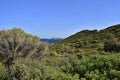 Typical landscape with evergreen maquis and pure lazur coast on the Spanish Tower and the beach Mare Pintau in Sardinia, Italy