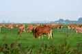 Rural landscape with cows. Friesland. Netherlands.