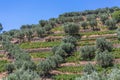 Typical landscape of the highlands in the north of Portugal, levels for agriculture of olive tree groves and vineyards Royalty Free Stock Photo