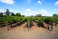 Typical landscape with rows of grapes in the wine growing region of Napa Valley Royalty Free Stock Photo