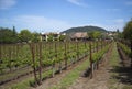 Typical landscape with rows of grapes in the wine growing region of Napa Valley Royalty Free Stock Photo