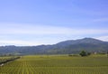 Typical landscape with rows of grapes in the wine growing region of Napa Valley Royalty Free Stock Photo