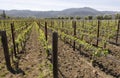 Typical landscape with rows of grapes in the wine growing region of Napa Valley Royalty Free Stock Photo