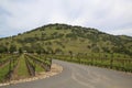 Typical landscape with rows of grapes in the wine growing region of Napa Valley Royalty Free Stock Photo