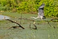 Typical landscape at swamp area of Imperial Pond Carska bara, large natural habitat for birds and other animals from Serbia. Wad