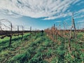 The typical landscape of Tascany region, center of Italy, one of the most beautiful country side in the world Royalty Free Stock Photo