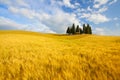 Typical landscape in Tuscany