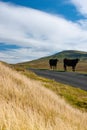 The typical landscape in Yorkshire Dales National Park, Great Britain Royalty Free Stock Photo