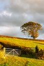 The typical landscape in Yorkshire Dales National Park, Great Britain Royalty Free Stock Photo