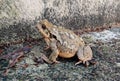 Typical large toad Royalty Free Stock Photo
