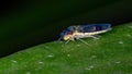 Typical Leafhopper Royalty Free Stock Photo