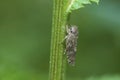 Typical Leafhopper on a stem, Allygidius Atomarius Royalty Free Stock Photo