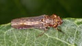 Typical Leafhopper Royalty Free Stock Photo