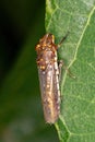 Typical Leafhopper Royalty Free Stock Photo