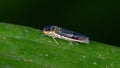 Typical Leafhopper Royalty Free Stock Photo