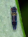 Typical Leafhopper Royalty Free Stock Photo