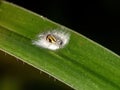 Typical Leafhopper Royalty Free Stock Photo