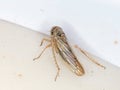 Typical leafthopper Royalty Free Stock Photo