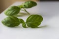 Typical Ligurian basil